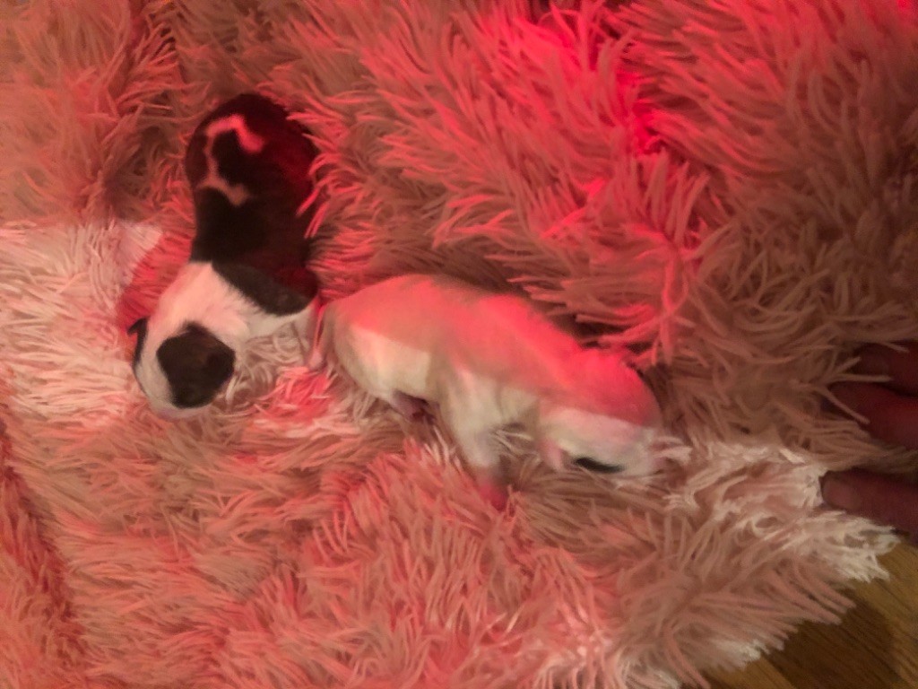 Mythic Dogs - Bull Terrier Miniature - Portée née le 16/03/2020