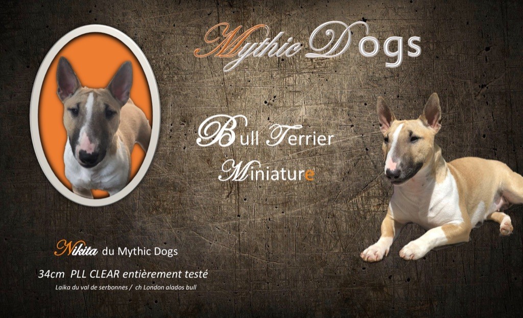 Nikita Mythic Dogs